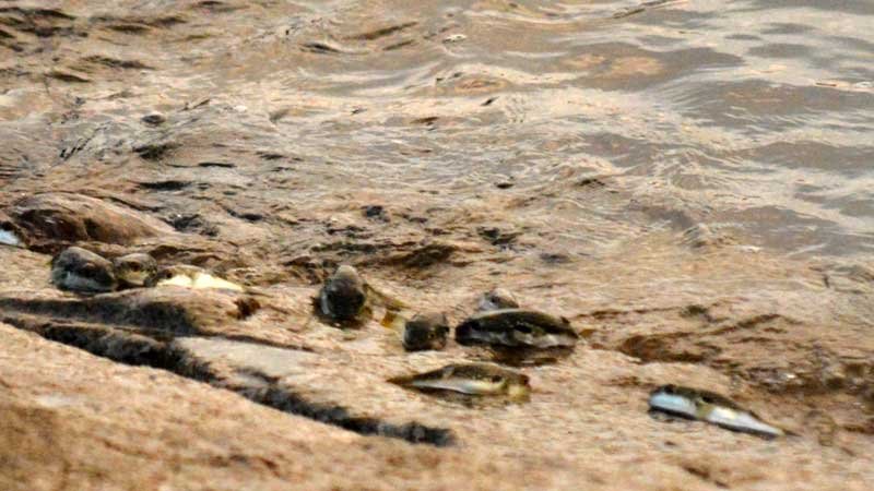 生命のしぶき、クサフグ産卵　勝浦の興津海岸
