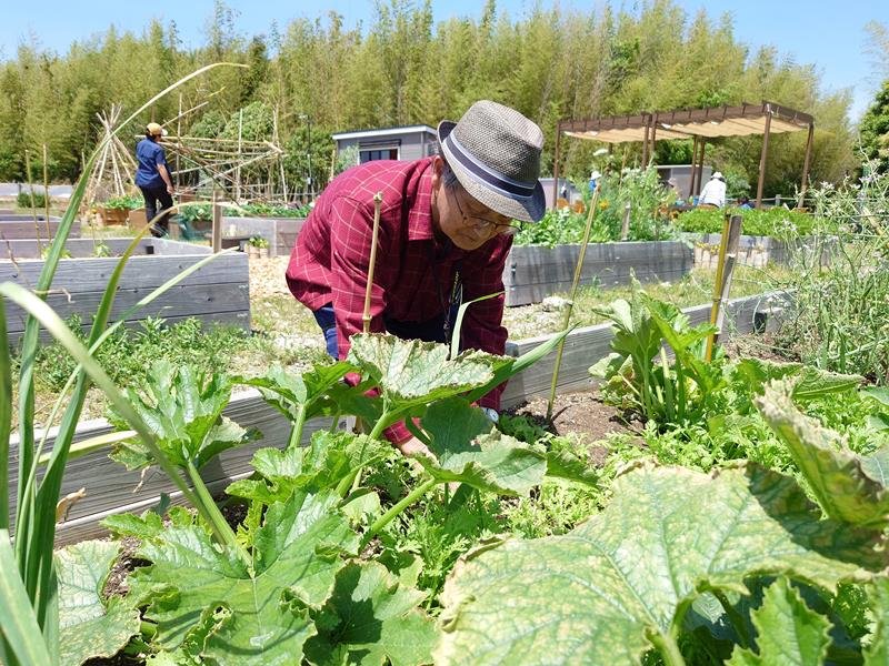 栽培しているニンジンの間引きを行う梶川さん＝市原市のクロノスファーム
