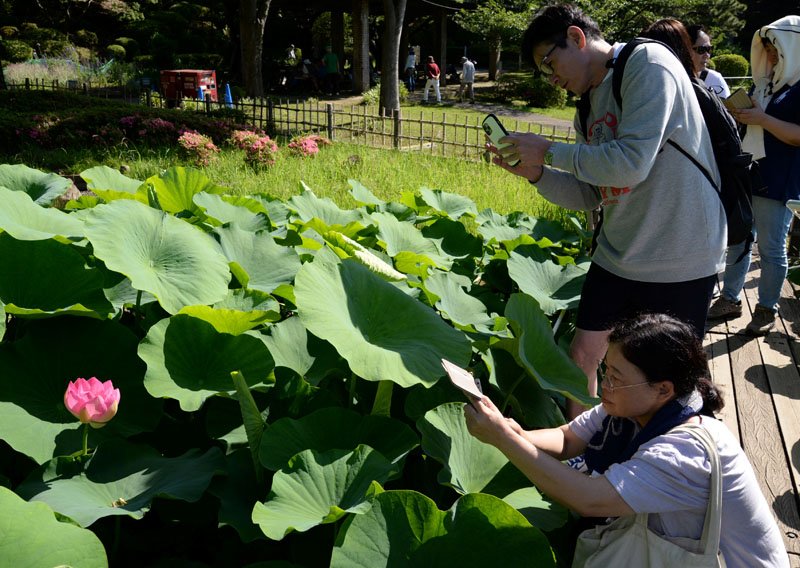 オオガハス開花　濃いピンク色、かれんに　大きな葉も美しく　千葉公園、見頃は下旬