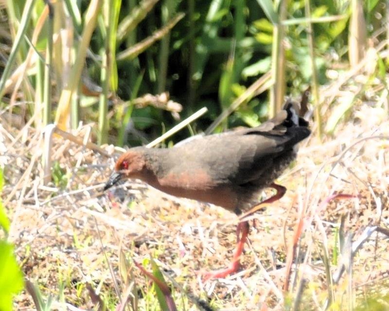 ヒクイナ　ツル目クイナ科　全長約２３センチ。東南アジアに分布。日本、朝鮮半島・中国で繁殖。北方で繁殖する個体は南方に渡る。県選定最重要保護生物＝２０１３年５月２日（筆者撮影）
