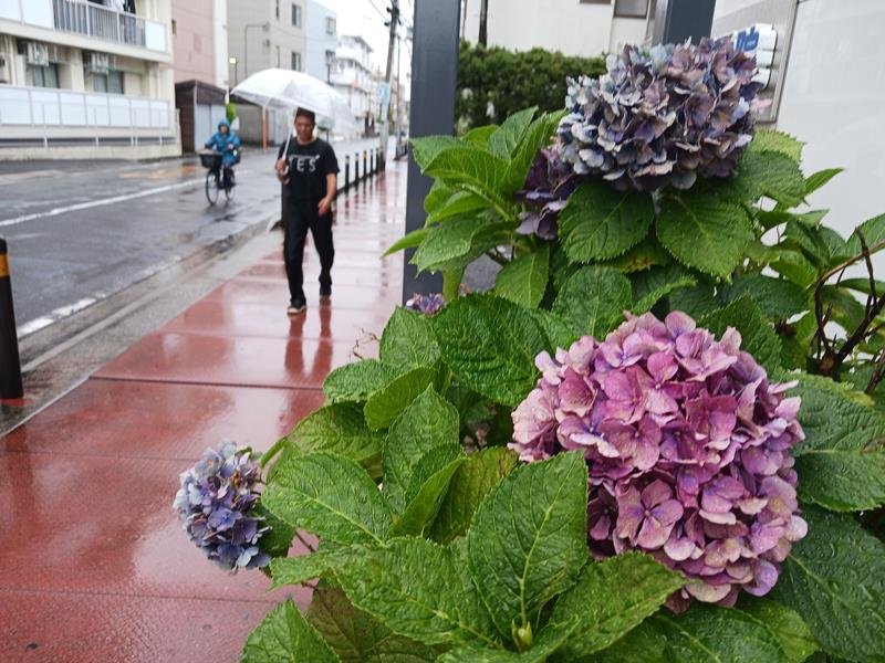 雨が降る中、傘を差して歩く人。気象庁は２１日、関東甲信が梅雨入りしたとみられると発表した＝２１日午前１１時２０分ごろ、市川市内