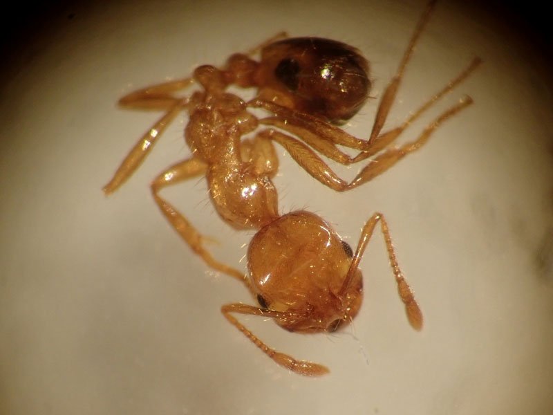 アカカミアリ（県生物多様性センター提供）