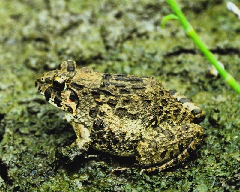 ヌマガエル　分布拡大　温暖化一因か　成田篤彦　【房総の草木虫魚】（４２５）