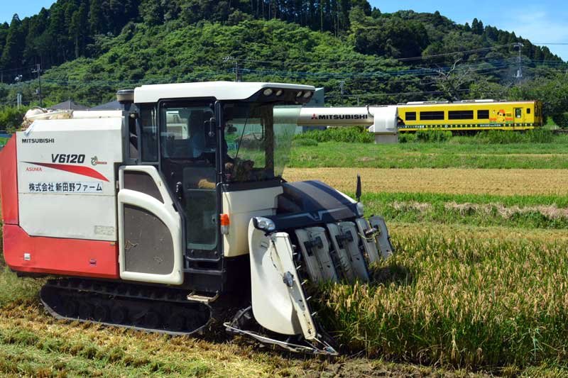 超早場米の収穫が本格的に始まった＝２０日午前、いすみ市新田野