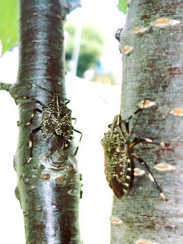 温暖化で分布拡大予想　キマダラカメムシ　成田篤彦　【房総の草木虫魚】（４２７）