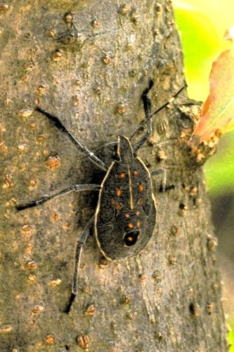キマダラカメムシの幼虫　＝２０２４年７月２７日、木更津市（筆者撮影）

