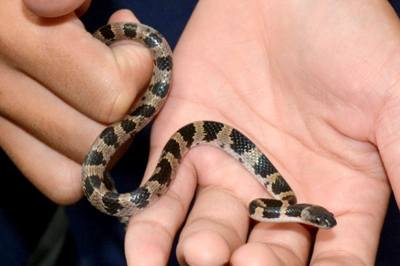 玄関脇にシロマダラ　目撃少ない“幻のヘビ”発見　いすみの中学３年生