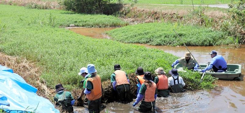 外来種の水草、ナガエツルノゲイトウ増殖　千葉県、全域で実態調査　駆除する団体に助成