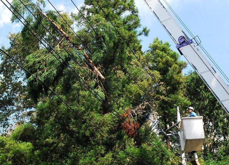 房総半島台風では県内各地で電線への倒木被害が発生した＝２０１９年９月２０日、八街市
