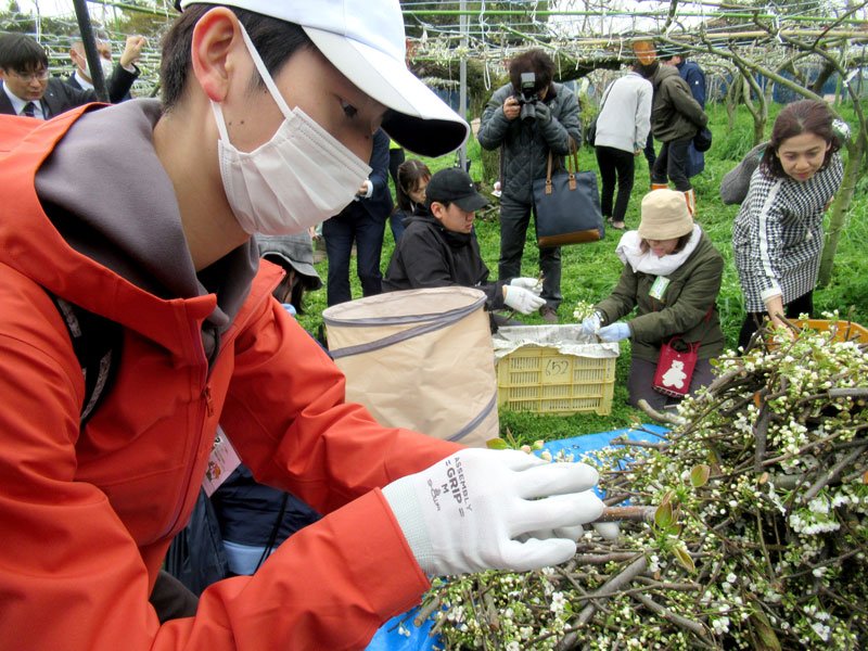 多くの人が参加した梨の花摘みボランティア＝４月、市川市