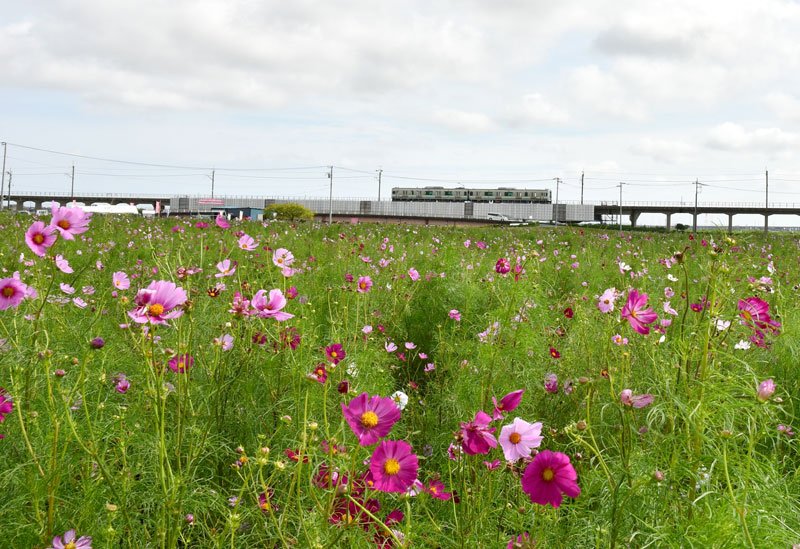 秋の恒例イベント「コスモスまつり」で見頃を迎えているコスモス＝２８日、香取市