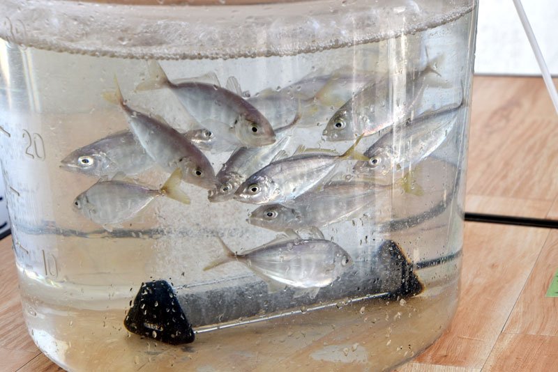 幻の魚「カイワリ」とマアジを掛け合わせたハイブリッド魚
