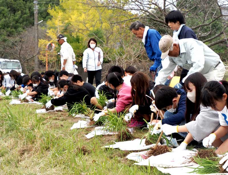 ニッコウキスゲの株を宮下川沿いに植える周南小児童ら＝２３日、君津市