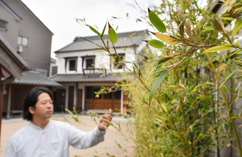 花が咲いた黒竹。開花するのは１２０年に１度といわれる＝２４日、香取市