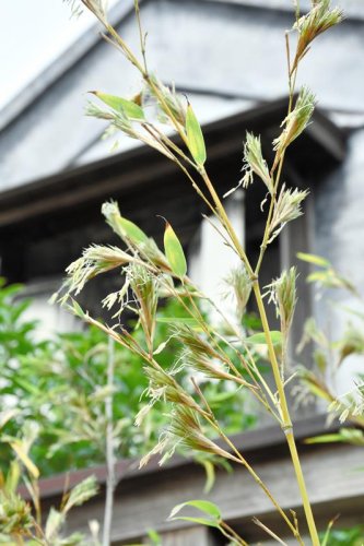 １２０年に１度？黒竹の花咲く　香取の観光休憩所「貴重な花うれしい」