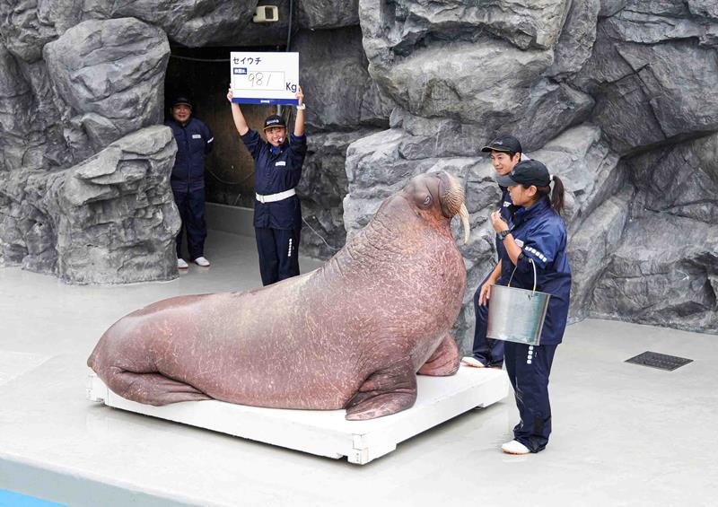 ９８１キロを記録した雄のセイウチ「リク」（鴨川シーワールド提供）
