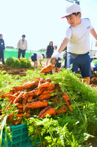 旬の特産品　冬ニンジン取れた！　児童４６人、力いっぱい収穫　富里