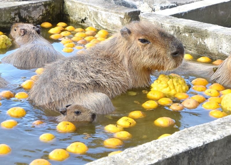 家族と共に、初入浴を楽しむカピバラの赤ちゃん＝２１日、館山市