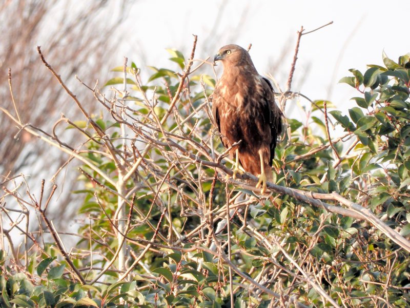 鳥獣保護区悠々舞う　希少チュウヒ　越冬で飛来　市川