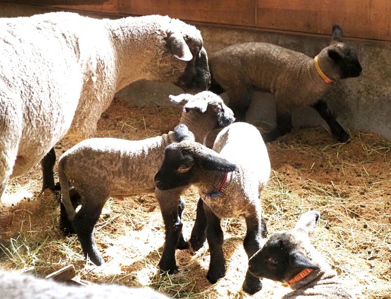生まれたばかりの子ヒツジたちが母親と仲良く過ごす飼育舎
