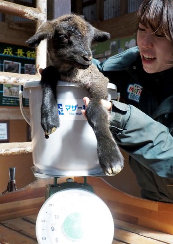赤ちゃんヒツジ次々と　マザー牧場で出産シーズン　富津