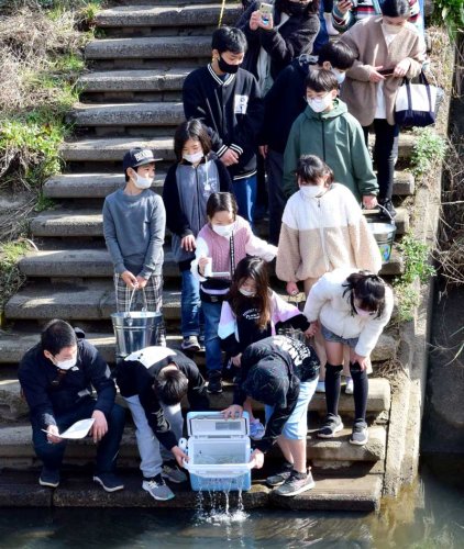サケ放流２年連続中止　睦沢・瑞沢川　捕獲減理由、活動は継続　「温暖化の影響ここに」
