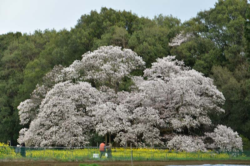 樹齢４００年、染まる巨木　印西、「吉高の大桜」見頃　枝打ちで樹形変化も花盛り