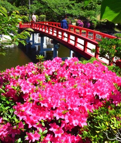 見頃を迎えた茂原公園のツツジ＝４月３０日、茂原市