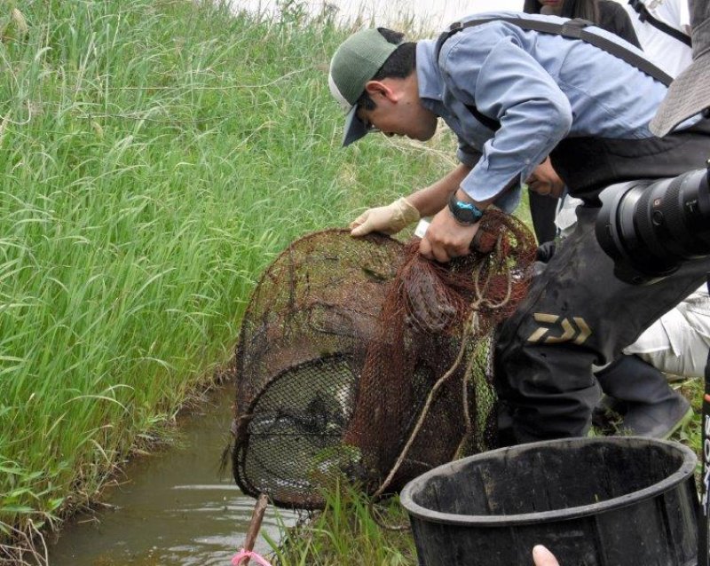 カミツキガメ５年で半減を　捕獲目標、大幅引き上げへ　印旛沼流域、恒例作戦始動