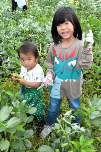 “初夏の恵み”ゲット！　いすみ　ソラマメ収穫体験に５００人