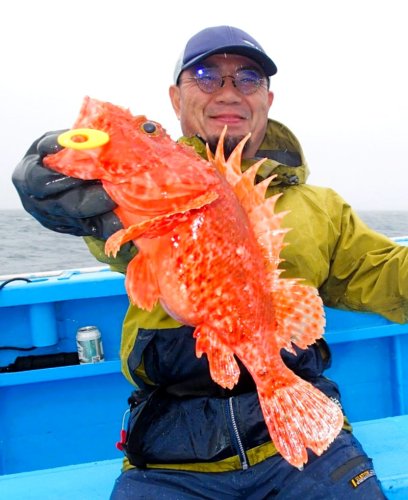 館山沖で釣り上げたオニカサゴ（写真は「真澄丸」提供）
