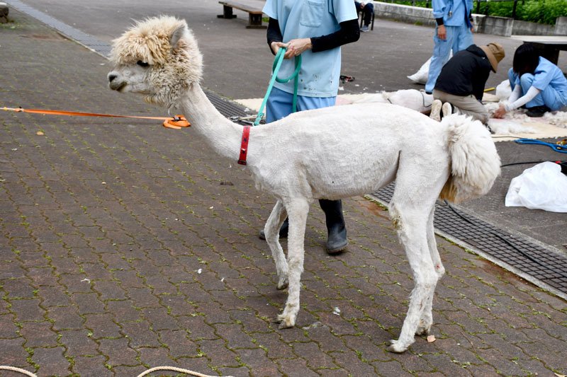夏到来を前に「毛刈り」されて、もこもこした姿から涼しげな姿に一変したアルパカ＝市川市動植物園