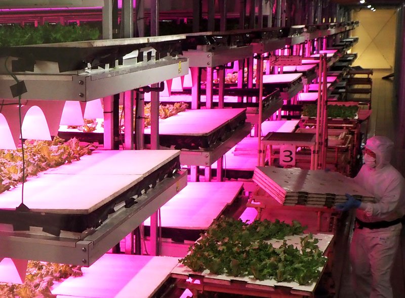 ＬＥＤに照射されて無農薬野菜の水耕栽培が行われている植物工場内＝君津市