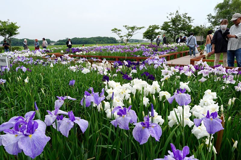 色鮮やかハナショウブ　旭市・川口沼親水公園
