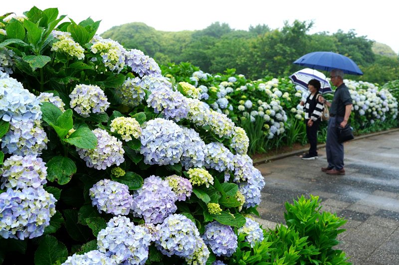 雨の降る中、「地球の丸く見える丘ふれあい広場」でアジサイを楽しむ来訪者＝１０日、銚子市