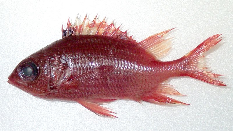 鴨川の中学３年生、千葉県内初確認の魚発見　「クラカケエビス」北限記録更新　博物館に通い論文も発表