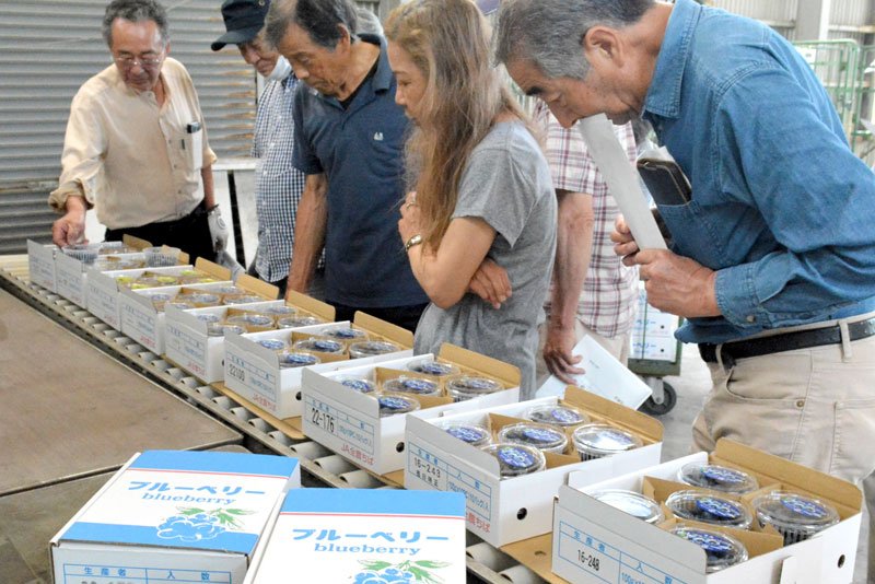 濃青で大粒　品質良好　いすみで、ブルーベリー出荷査定会