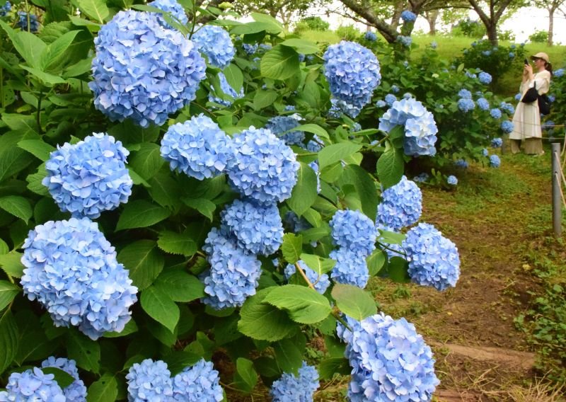 見頃を迎えたアジサイ＝１４日、長南町の野見金公園