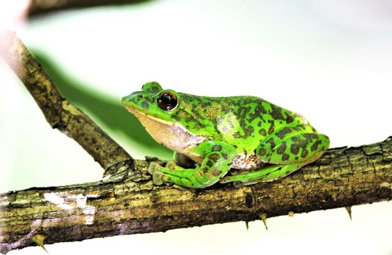 モリアオガエルのオス　無尾目　アオガエル科　体長約４２～６０ミリ。分布は本州（神奈川県と茨城県を除く）、佐渡島、四国。千葉県要保護生物＝２０１８年５月５日、木更津市（筆者撮影）
