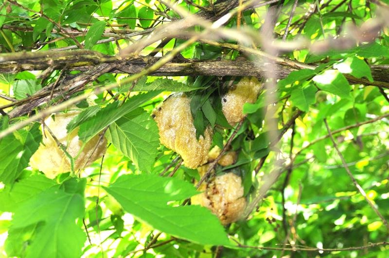 モリアオガエル　本県では分布拡大中　成田篤彦　【房総の草木虫魚】（４４９）