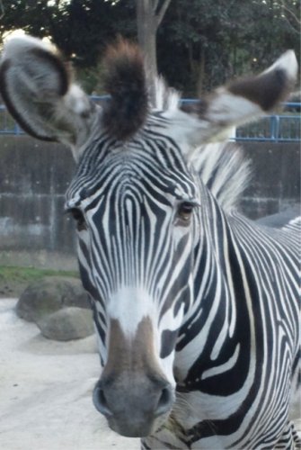 死んだグレビーシマウマの「カエデ」（千葉市動物公園提供）