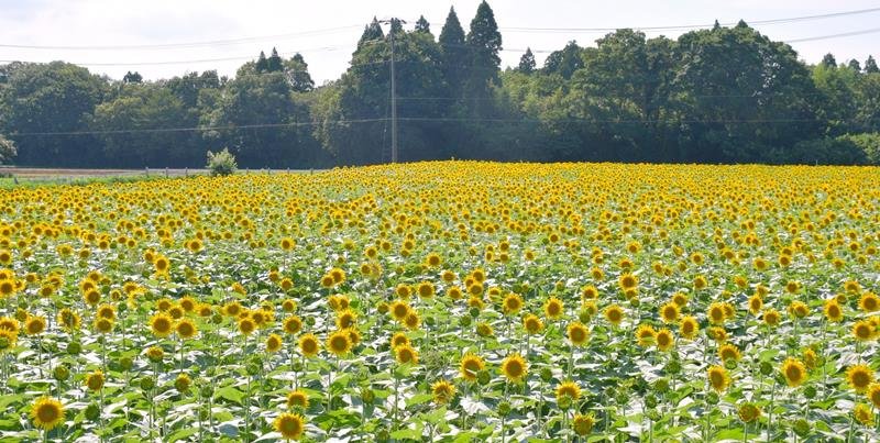 黄金色の大海のように見える成田ゆめ牧場のヒマワリ畑＝成田市
