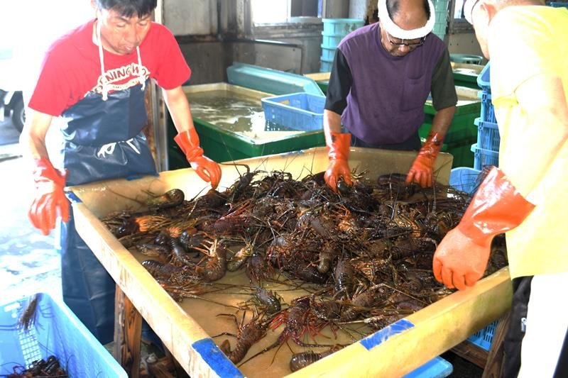 【動画あり】「伊勢エビの夏」始まる　初日まずまず１・４トン　高級食材、初水揚げ　大原漁港