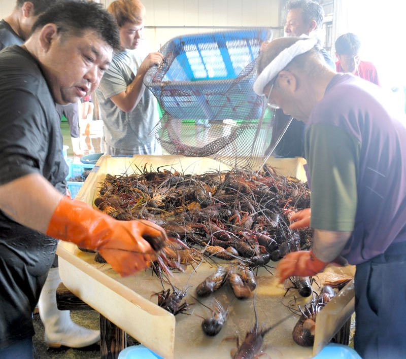 夏の味覚のシーズン到来―。いすみ市の大原漁港で、今月解禁された伊勢エビ漁の初水揚げがあり、港は大いに活気づいた＝６日朝