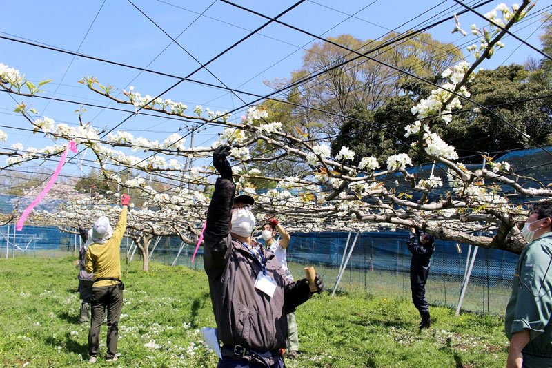 授粉作業に取り組む梨ボランティア