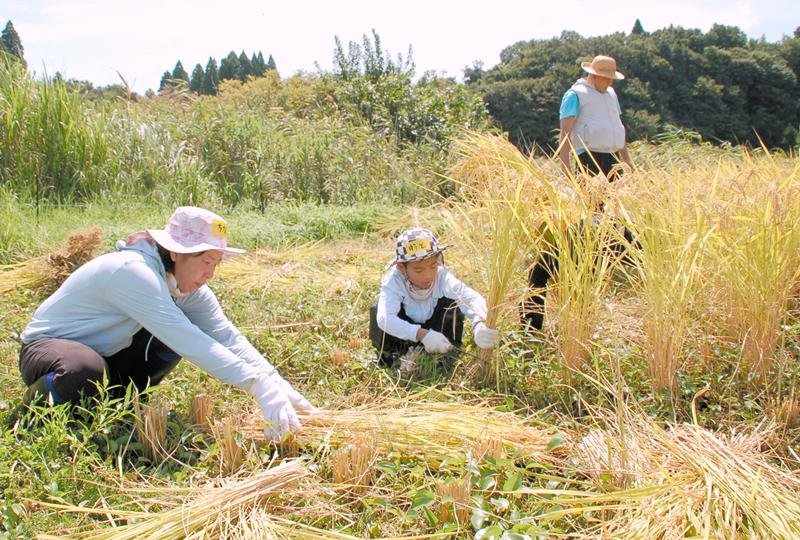 猛暑の中、稲刈り作業に取り組む子どもたち＝２３日、市原市瀬又