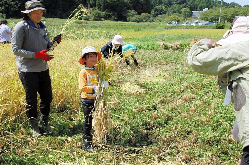 猛暑もなんの　稲刈り夢中　市原、市東地区で親子ら体験
