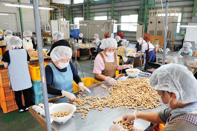 レトルトパックや缶詰向けに－。ゆで食加工用に適した品種の落花生が出荷シーズンを迎え、検査員が見た目や実の入り方などをチェックし選別を進めた＝１８日、銚子市