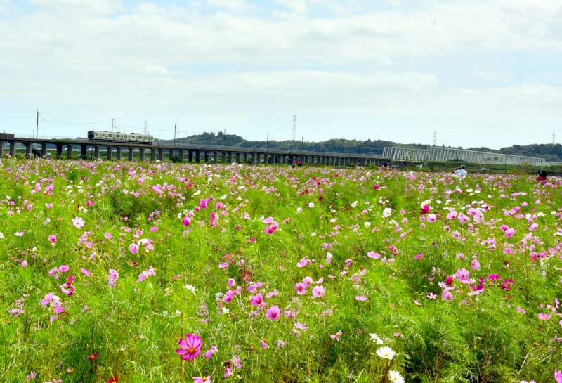 香取市津宮のＪＲ鹿島線十二橋駅近くで、秋の恒例イベント「与田浦コスモスまつり」が開かれている。白やピンク、赤などの約２０種類約３００万本が秋風に揺れ、来場者を楽しませている＝２５日