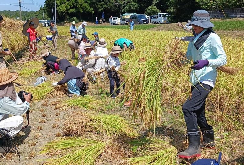 いすみ米を収穫するオーナー制度の参加者ら＝いすみ市
